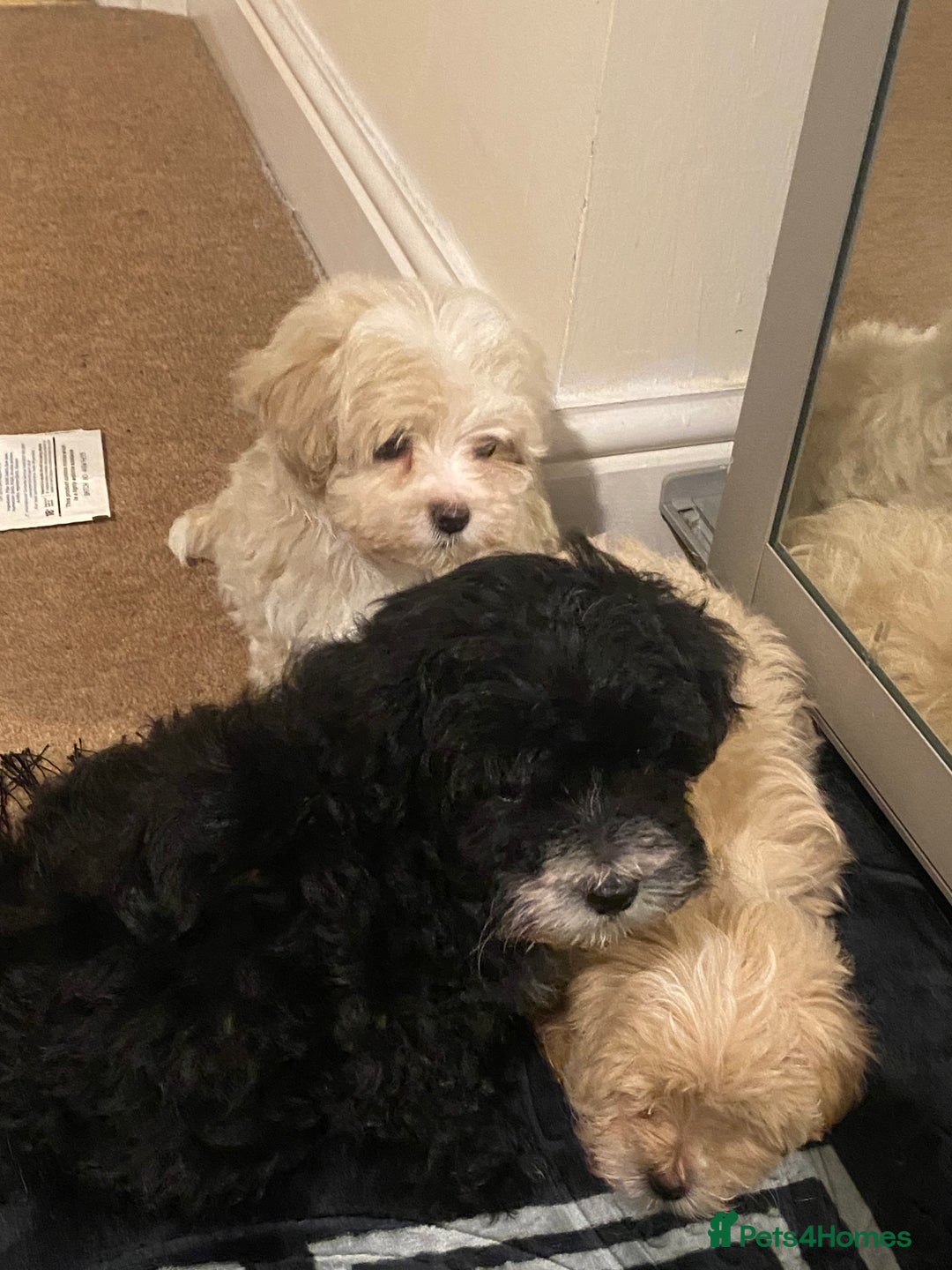 Maltipoo dogs for sale:  **  Korean maltipoo girls. - Advert 5
