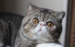 Exotic cats for sale: Two Stunning Neutered Exotic Adults - Retired - Image 5