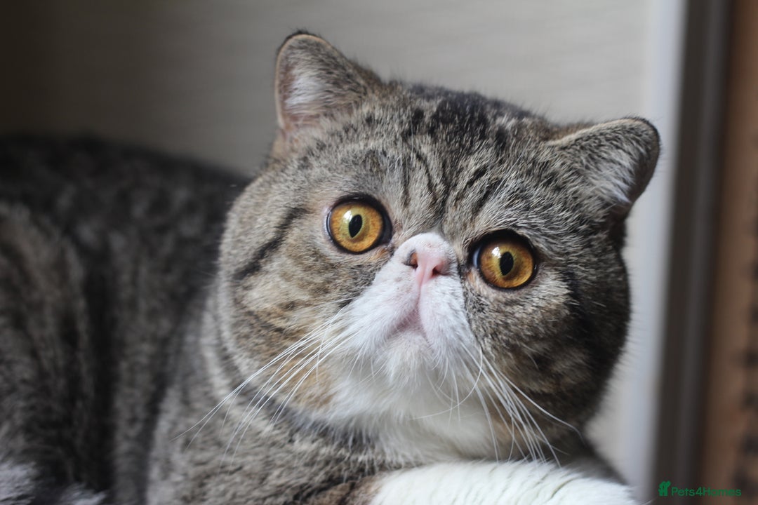 Exotic cats for sale: Two Stunning Neutered Exotic Adults - Retired - Image 5