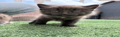 British Longhair Kitten 2