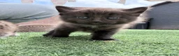 British Longhair cats for sale: 3 x female British longhair kittens - Advert 2