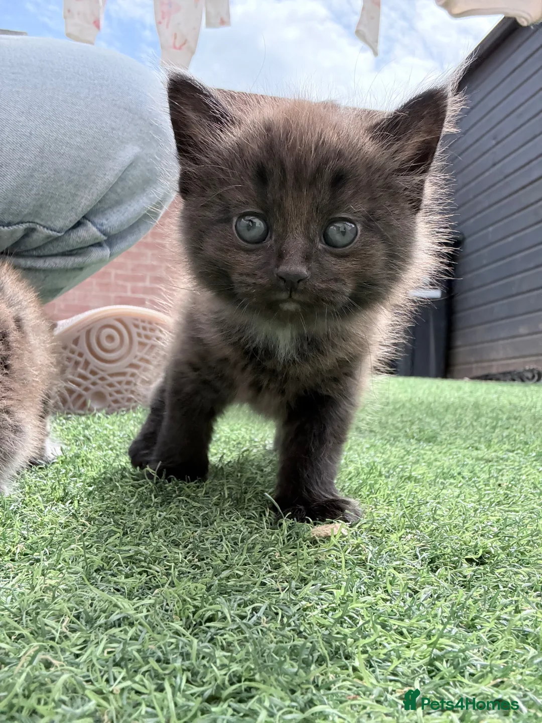 British Longhair cats for sale: 3 x female British longhair kittens - Advert 2