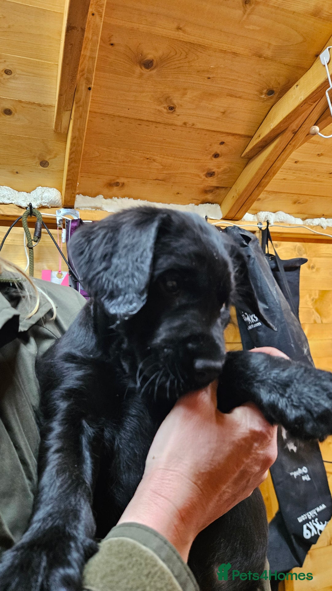 Labrador Retriever dogs for sale: Black labrador x gwp puppies working or pet homes - Advert 29