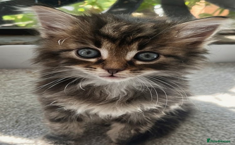 Maine Coon cats - Advert 2