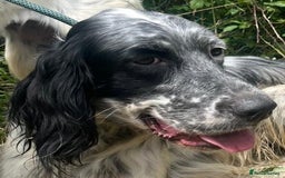 English Setter dogs for adoption: Cookie - Image 10