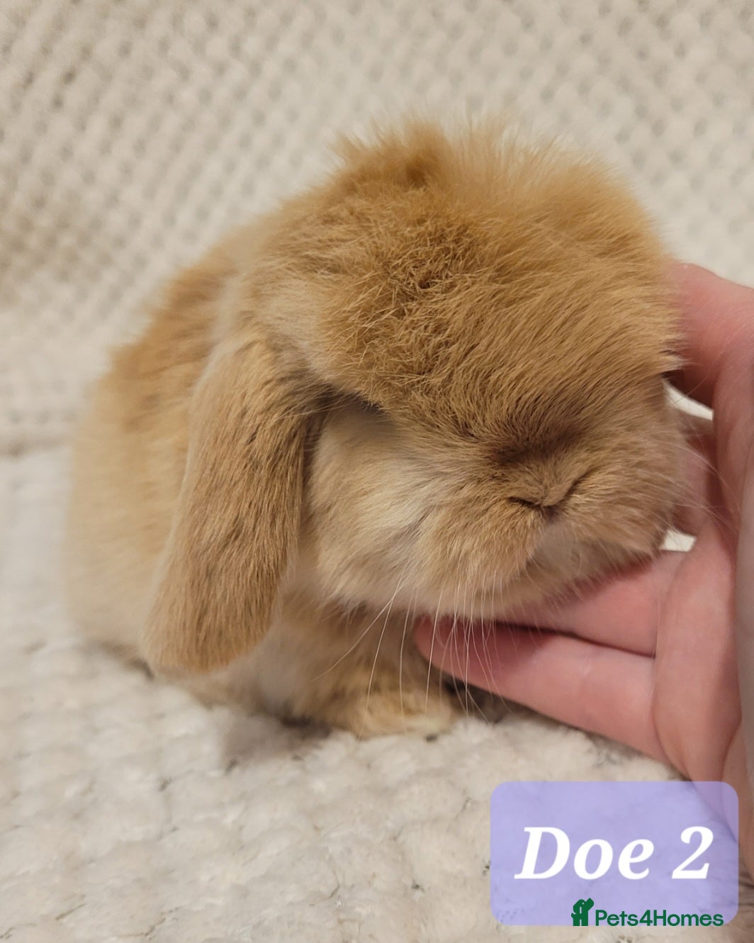 Mini Lop rabbits Beautiful Purebred Mini Lop Bunnies - Advert 20