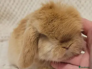 Mini Lop rabbits Beautiful Purebred Mini Lop Bunnies - Advert 20