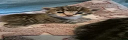 Mixed Breed cats for sale: Stunning Mixed breed kittens for sale! - Advert 14