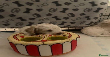 Cockapoo dogs - Advert 2