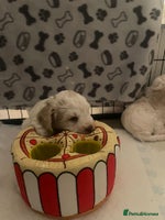 Cockapoo dogs - Advert 1