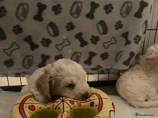 Cockapoo dogs - Advert 22