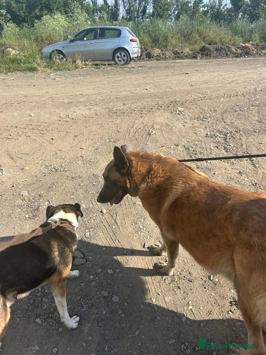 Belgian Shepherd Dog dogs for adoption: Ava - Norwich Norfolk  - Image 5
