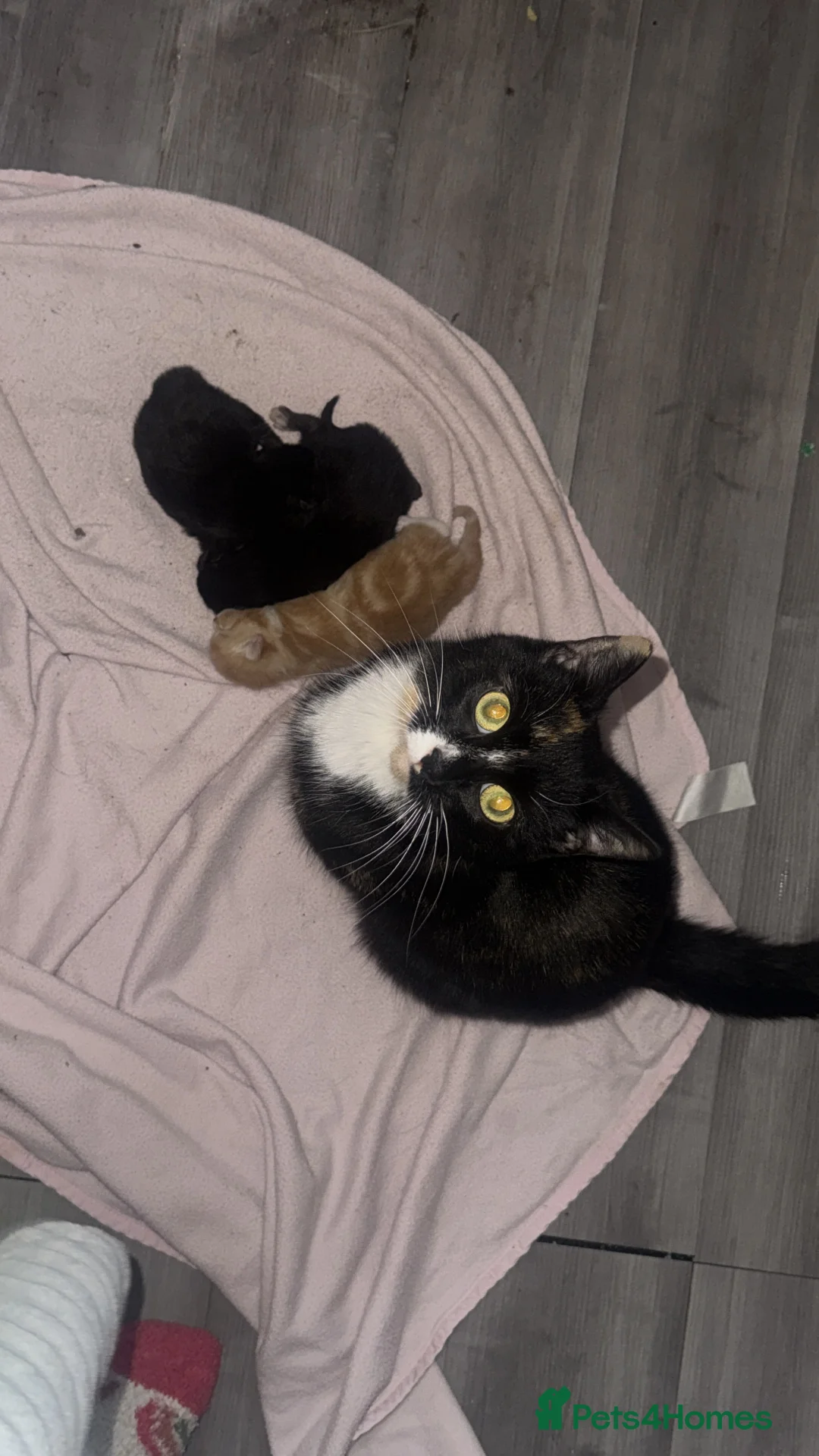 Mixed Breed cats for sale: Kittens - Advert 5