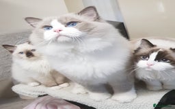 Ragdoll cats for stud: Charles - TICA and Gccf registered active boy  in Bournemouth - Image 18