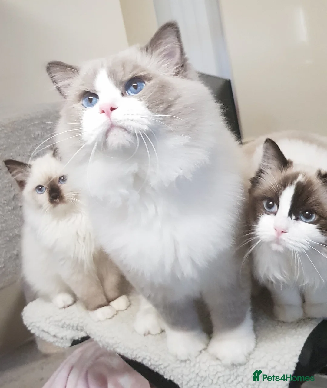 Ragdoll cats for stud: Charles - TICA and Gccf registered active boy  in Bournemouth - Advert 19