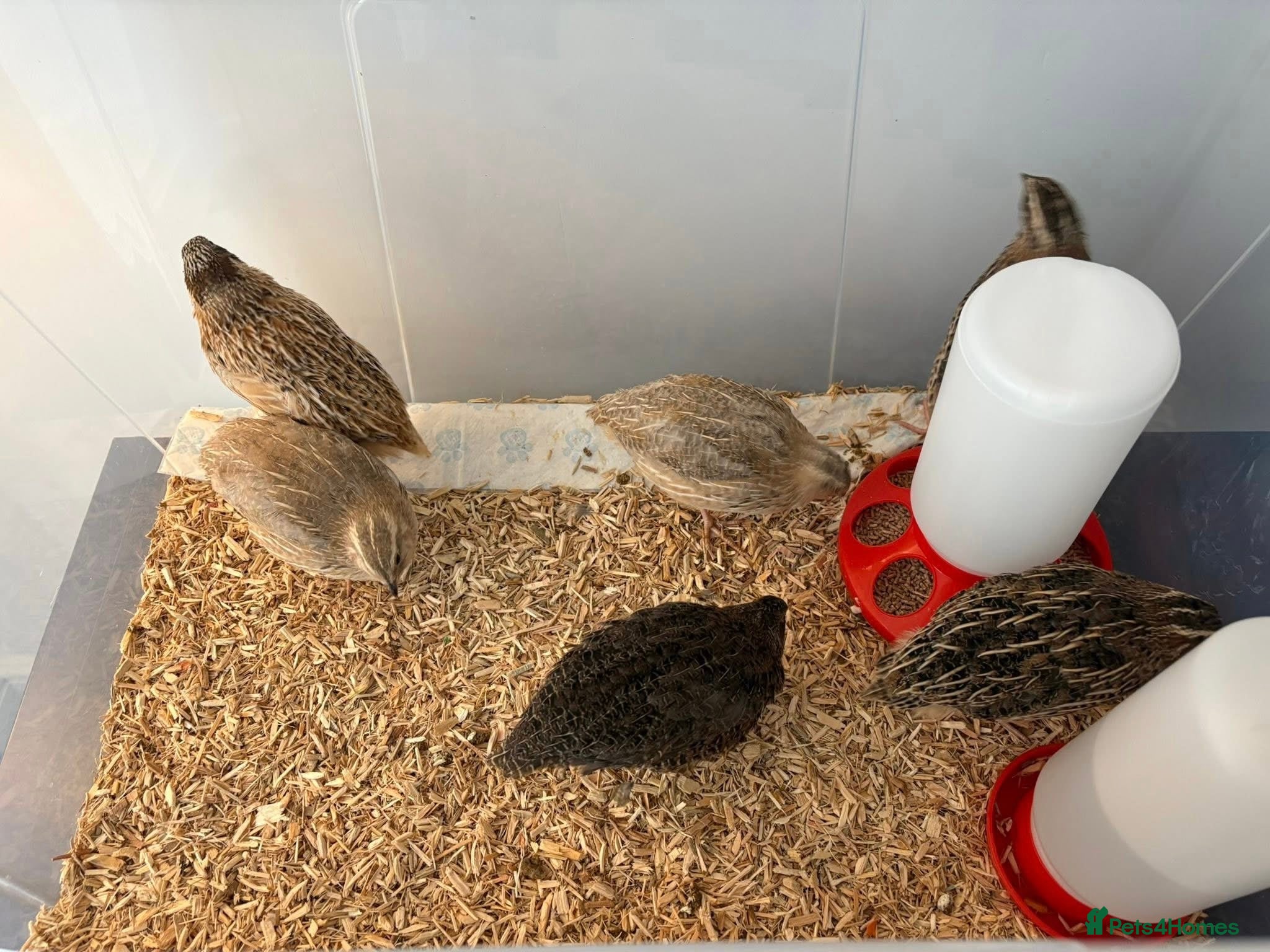 Quail poultry Male Coturnix Quail Roos 4 Weeks Old - Advert 2