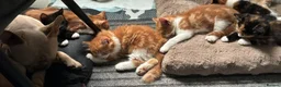 Mixed Breed cats for sale: Beautiful Litter of Mixed Breed Kittens - Advert 7