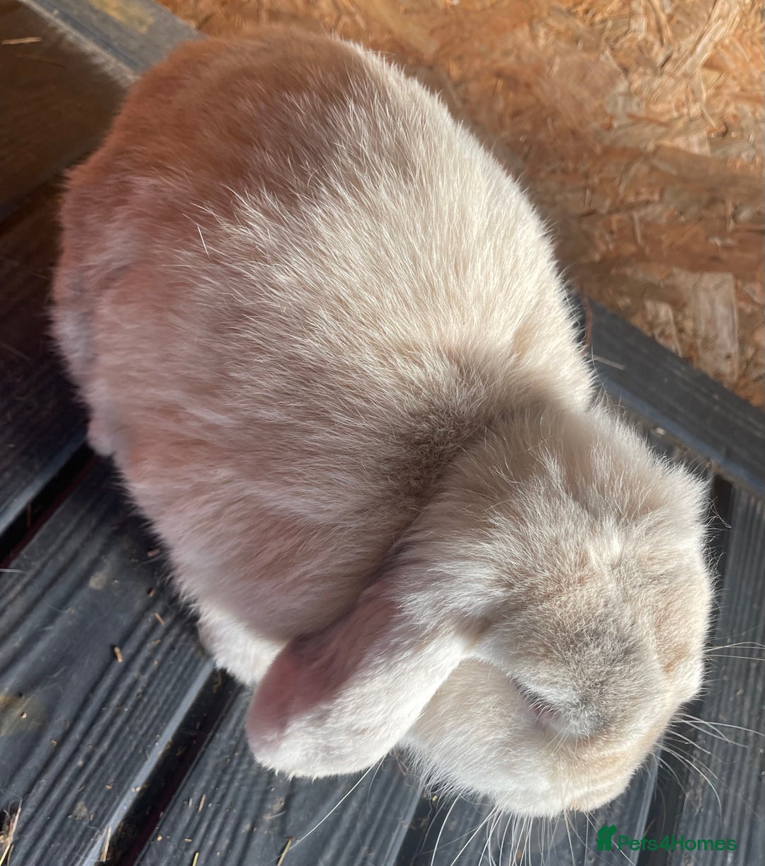 Mini Lop rabbits for sale: Female mini lop adult - Image 2