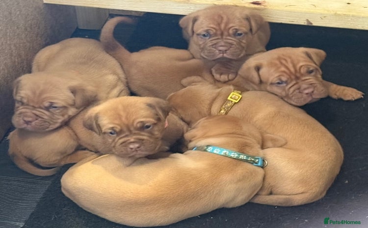 Dogue De Bordeaux dogs - Advert 16