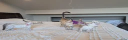 Bengal cats for sale: 🤍🩶 GORGEOUS BENGAL KITTENS 🩶🤍 - Advert 6