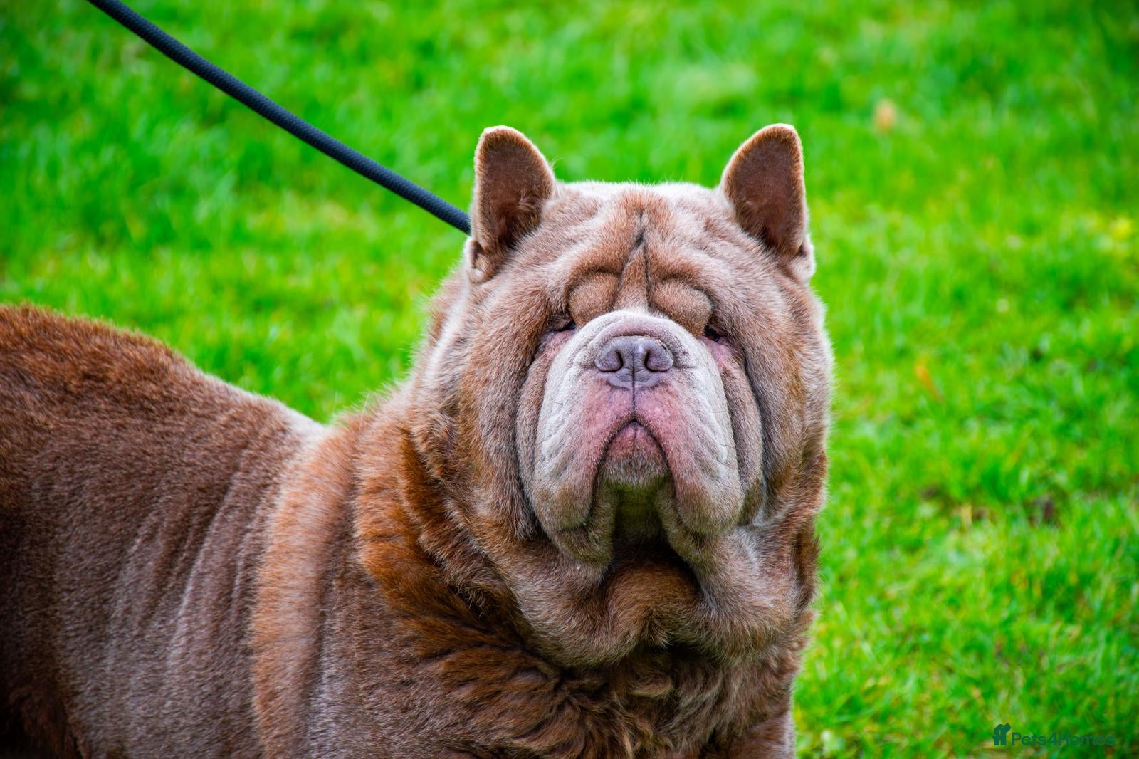 Chow Chow dogs Lilac smooth male chow  - Advert 1