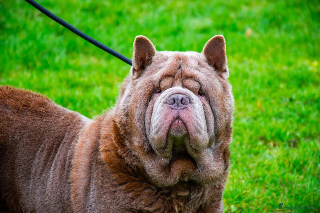 Chow Chow dogs for sale: Lilac smooth male chow  - Advert 1