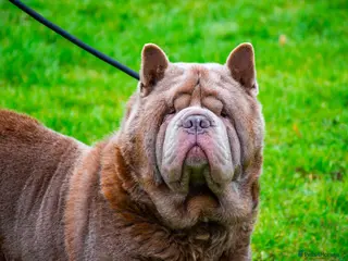 Chow Chow dogs Lilac smooth male chow - Advert 13