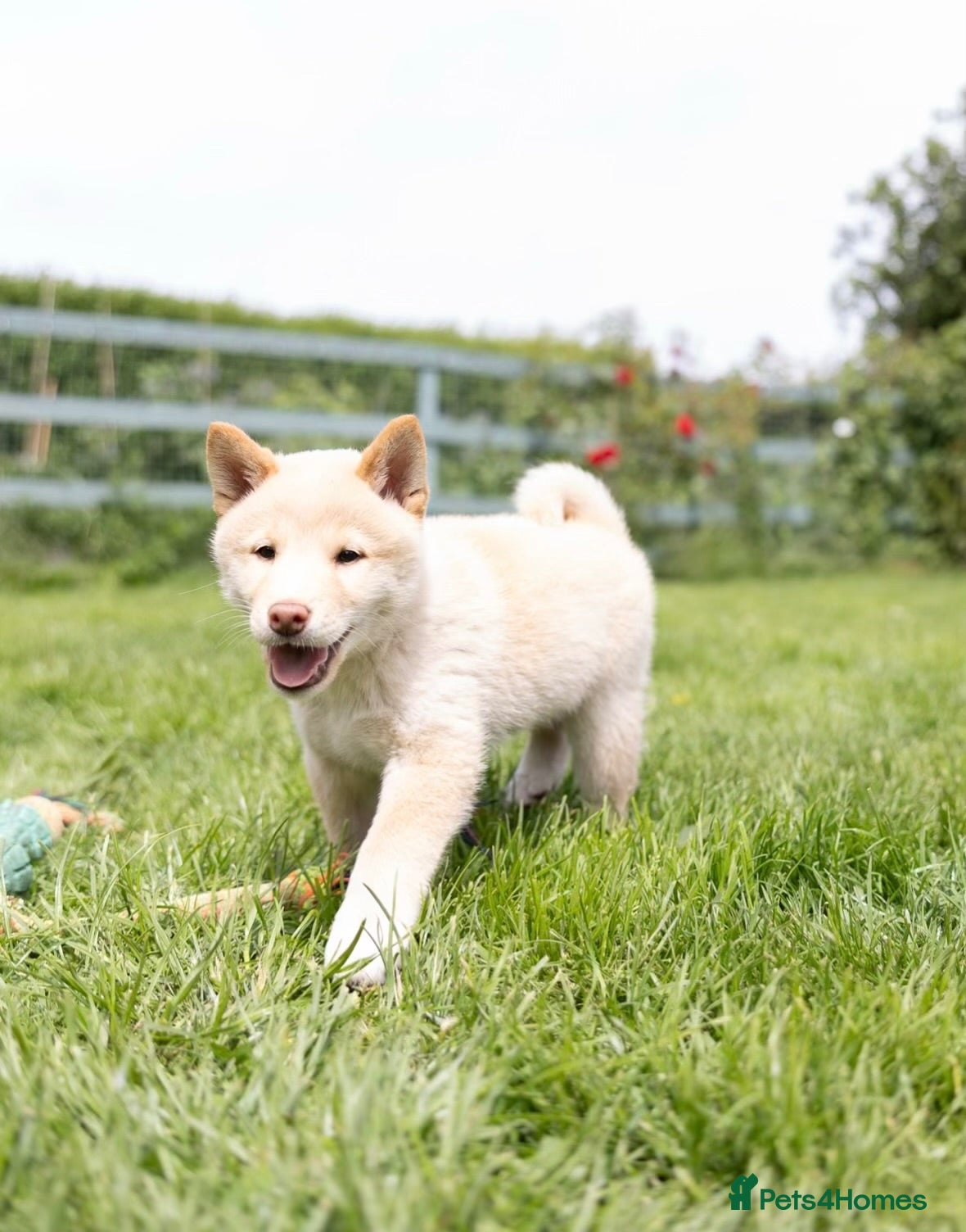 Japanese Shiba Inu dogs Last two  Exclusive Japanese Shibas Puppies  🇯🇵 - Advert 3