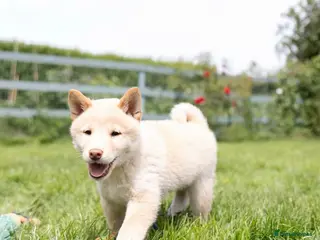 Japanese Shiba Inu dogs Last two Exclusive Japanese Shibas Puppies 🇯🇵 - Advert 3