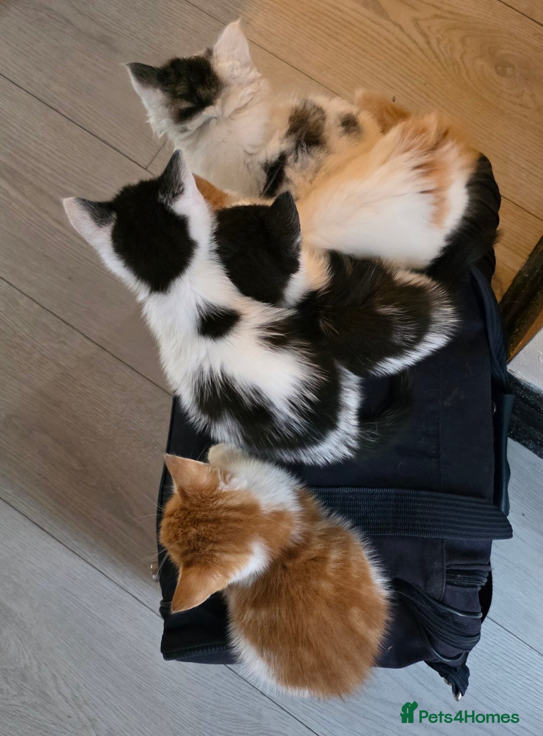 Mixed Breed cats for sale: Beautiful Calico Kittens - Image 9