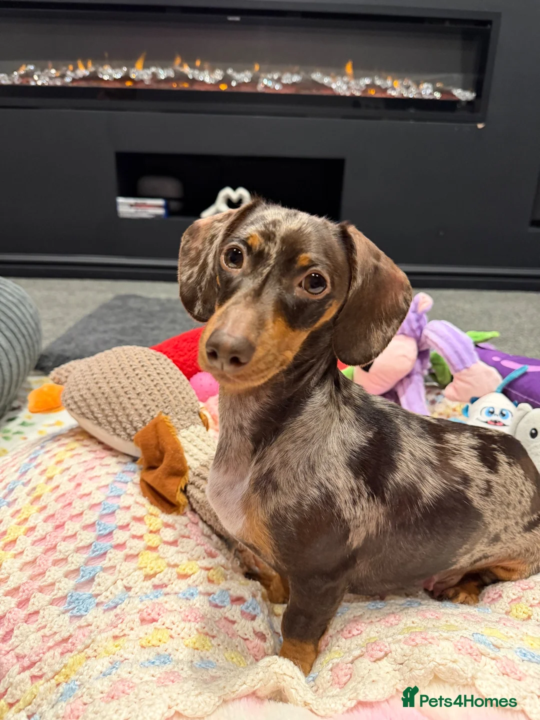 Miniature Dachshund dogs for sale: KC Silver Dapple Male Long Hair - Shady -  - Advert 2