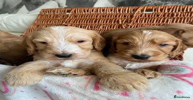 Labradoodle dogs - Advert 11
