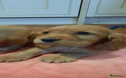 Cocker Spaniel dogs for sale: Golden cocker spaniel  - Image 2