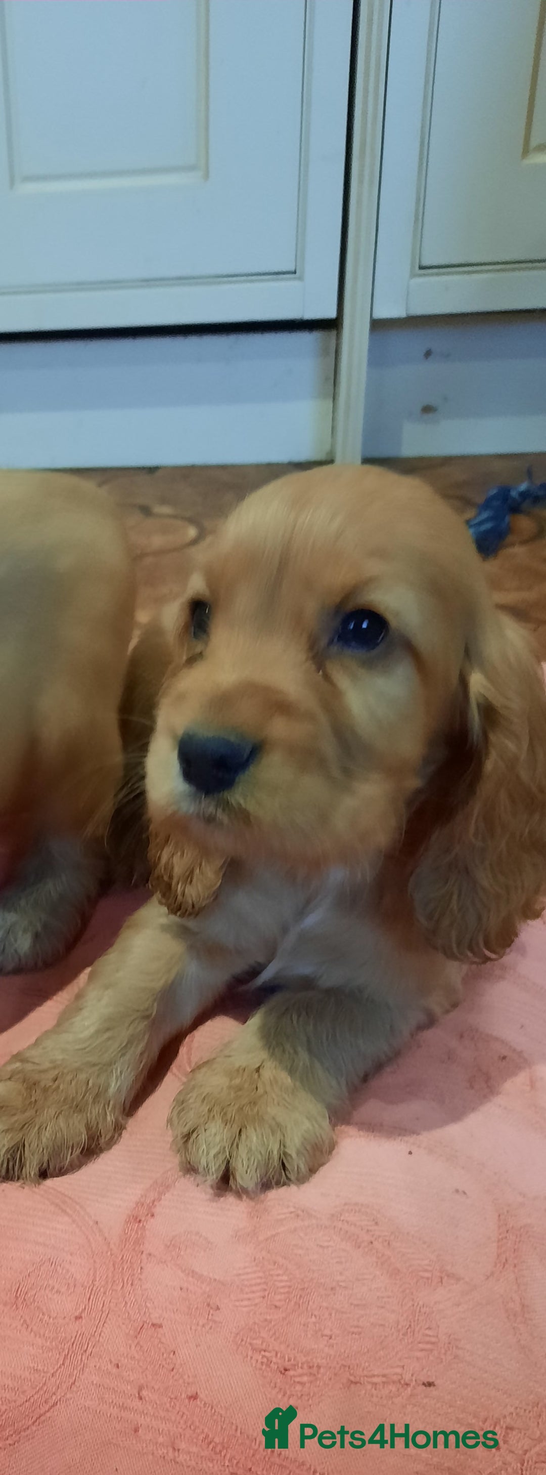 Cocker Spaniel dogs for sale: Golden cocker spaniel  - Image 2