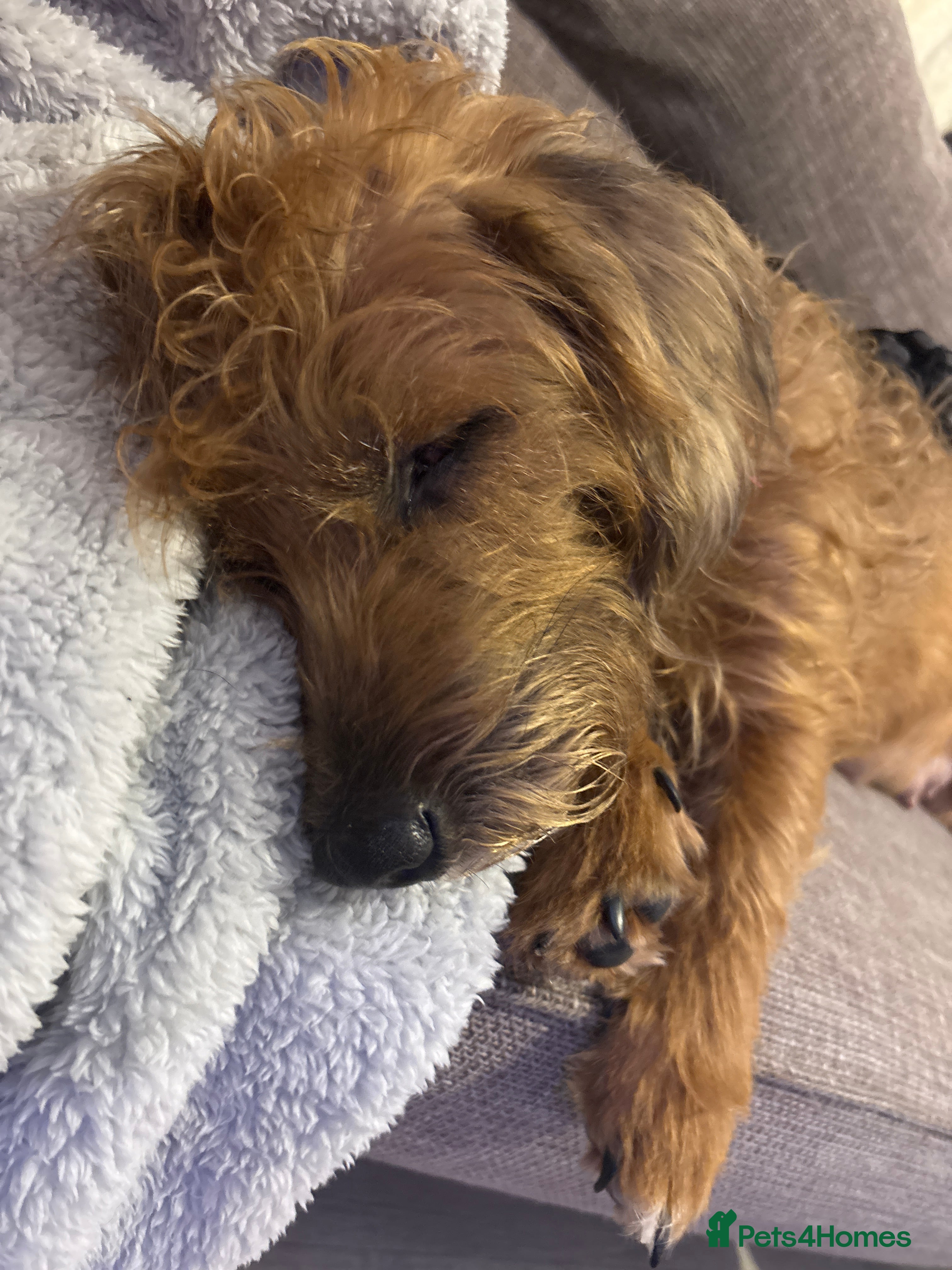 Mixed Breed dogs Mixed breed pups  - Advert 2