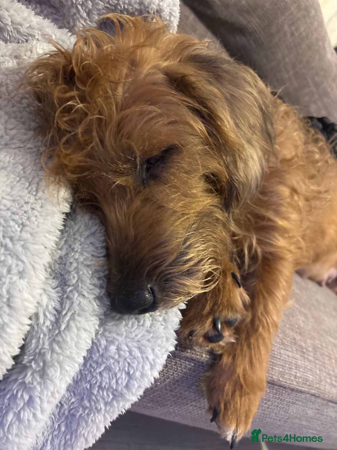 Mixed Breed dogs for sale: Mixed breed pups  - Advert 1