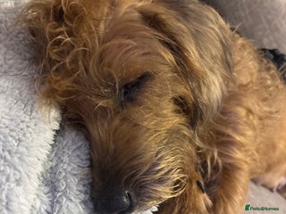 Mixed Breed dogs Mixed breed pups - Advert 2