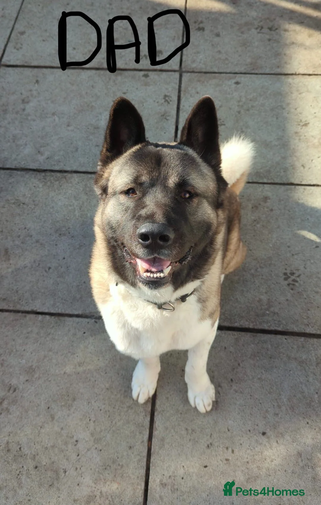 Akita dogs for sale: American Akita Puppies - Advert 2
