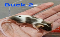 Mouse rodents for sale: Fancy Mice  - Image 14