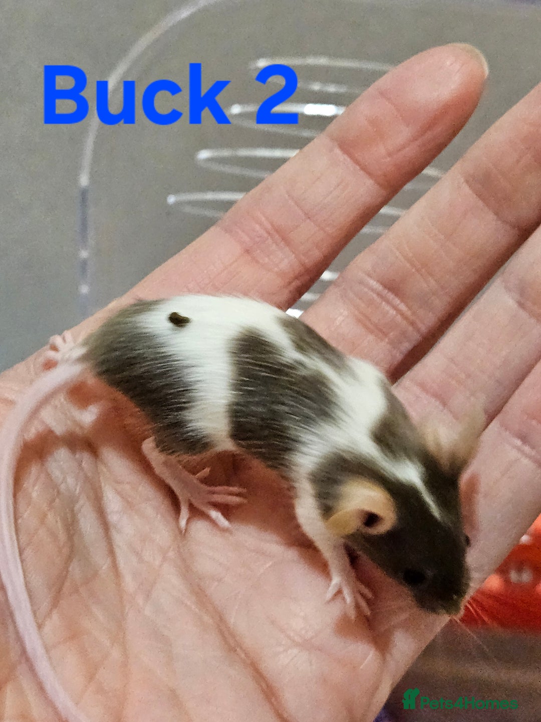 Mouse rodents for sale: Fancy Mice  - Image 14