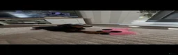 Dobermann dogs for sale: Kc registered Doberman pups top pedigrees  - Advert 5