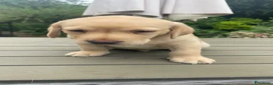 Labrador Retriever 1