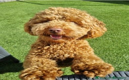 Poochon dogs for sale: Toy Poochons  - Advert 7