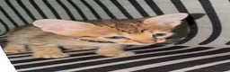 Savannah cats for sale: Excellent Quality Tica Registered Purebred kittens - Advert 8