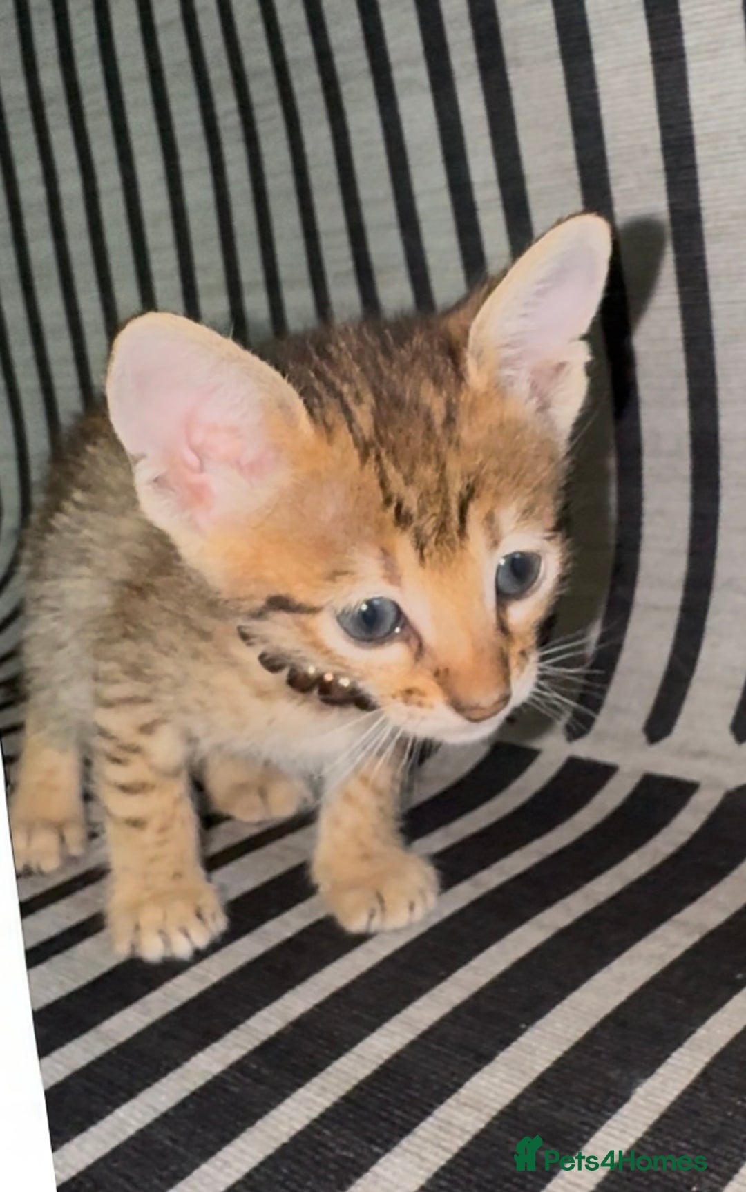 Savannah cats for sale: Excellent Quality Tica Registered Purebred kittens - Advert 8