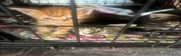 Mixed Breed cats for sale: kittens - Advert 5