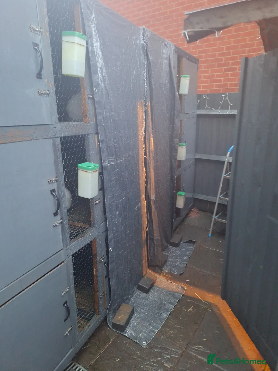 Mixed Breed rabbits for sale: New Zealand cross Californian rabbits Colony - Advert 21