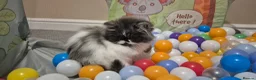 Persian cats for sale: Persian Long-Haired Male Kitten for a Loving Home - Advert 12