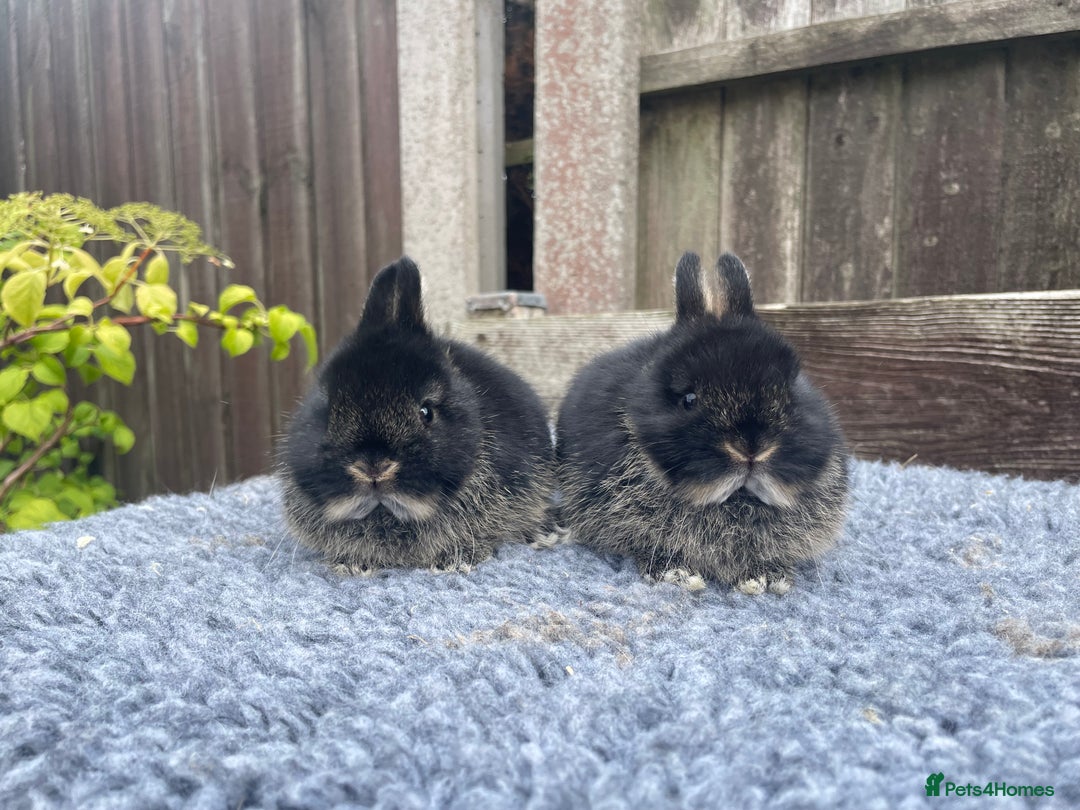Netherland Dwarf rabbits for sale: Netherland Dwarf Babies & Adults available in Stoke-on-Trent - Image 5