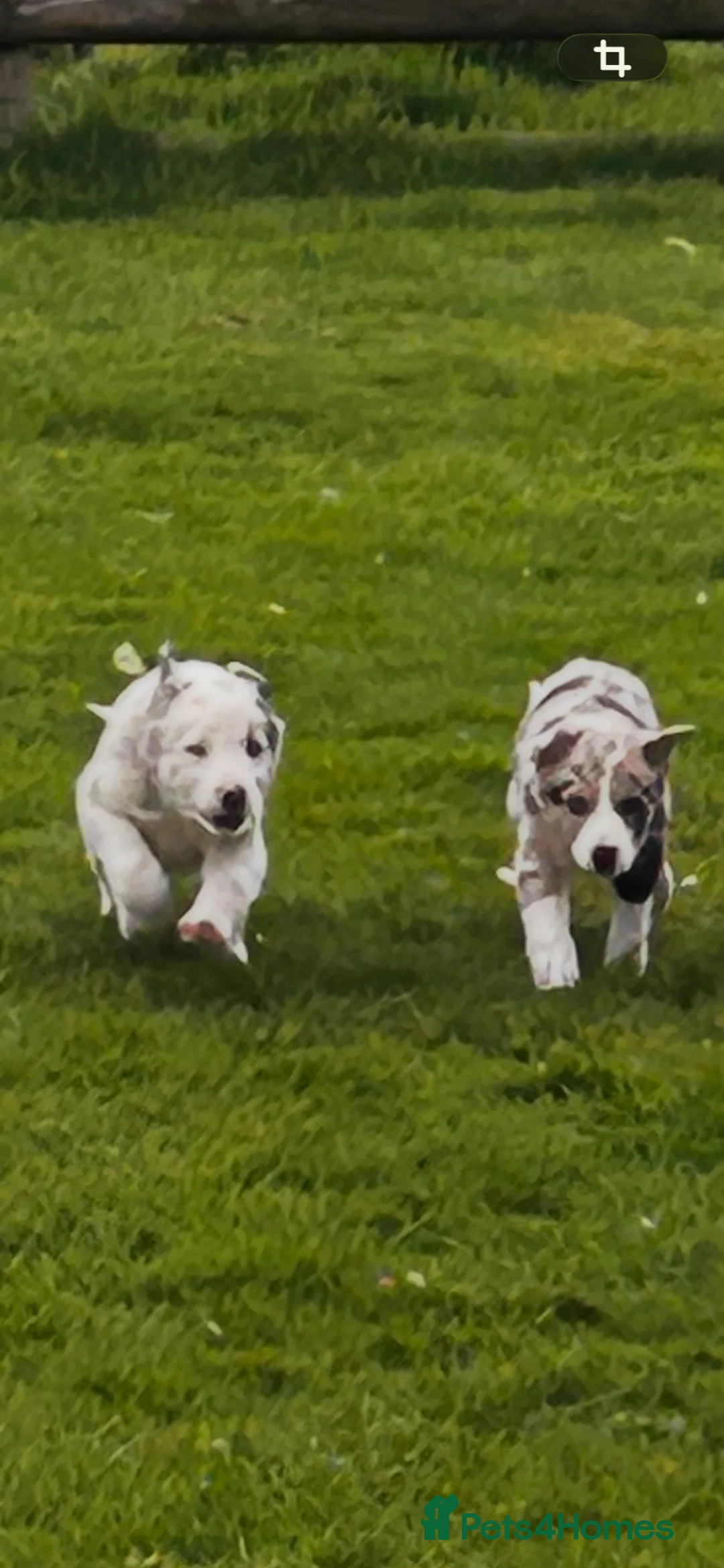 Border Collie dogs for sale: Super border collie blue Merle pups for sale in Knighton - Advert 1
